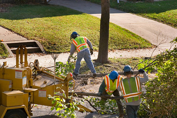 Best Root Management and Removal  in Fords Prairie, WA